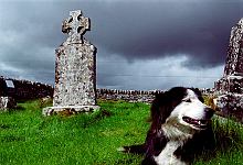 The Burren, Irland.<br>Mai 2003.<br><br>Photograph: David Gannon<br><br>E-mail: David.Gannon@gmx.de